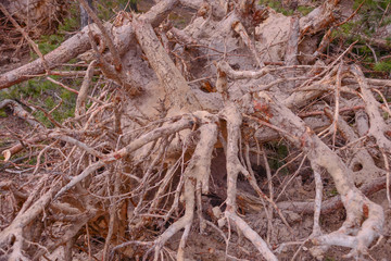 the roots of a pine tree after a hurricane