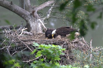 Feeding the Eaglet