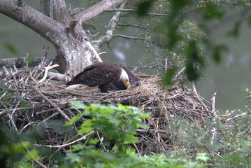 Feeding the Eaglet