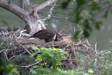 Feeding the Eaglet