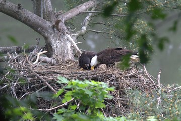 Feeding the Eaglet