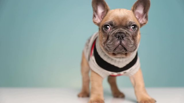 cute French Bulldog dog wearing clothing standing and looking around while shaking sad on blue studio background