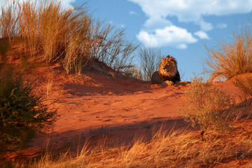Kalahari lion, Panthera leo vernayi, laing on red dune against blue sky. Big lion male with black mane in typical environment of Kalahari desert. Kgalagadi transfrontier park, Botswana