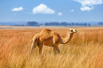 Arabian one-humped camel, Camelus dromedarius in an african savanna. Arabian  camel standing in a field covered in high yellow grass against blue sky.  Africa.