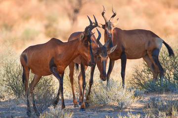 Naklejka na ściany i meble Group of red hartebeest, Alcelaphus buselaphus, hidden in the shadow of tree. Desert animals against red dunes of Kgalagadi transfrontier park. Traveling Botswana.