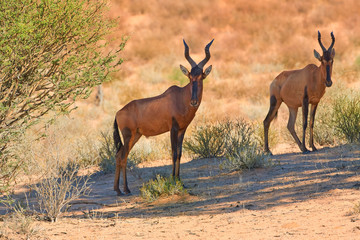 Naklejka na ściany i meble Group of red hartebeest, Alcelaphus buselaphus, hidden in the shadow of tree. Desert animals against red dunes of Kgalagadi transfrontier park. Traveling Botswana.