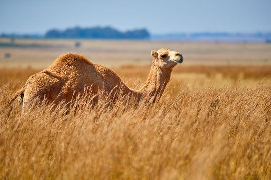 Arabian one-humped camel, Camelus dromedarius in an african savanna. Arabian  camel standing in a field covered in high yellow grass against blue sky.  Africa.