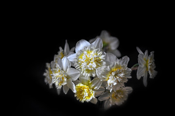 Daffodils flowers (narcissus flower) on a black background.