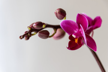 Bezaubernde Orchidee in pink, lila und violett als Geschenk zum Muttertag, Ostern oder Geburtstag...