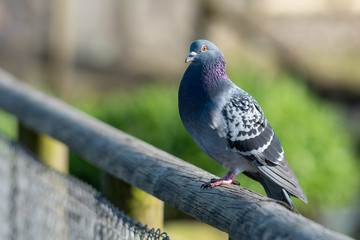 A solitary pigeon sitting on a fence post