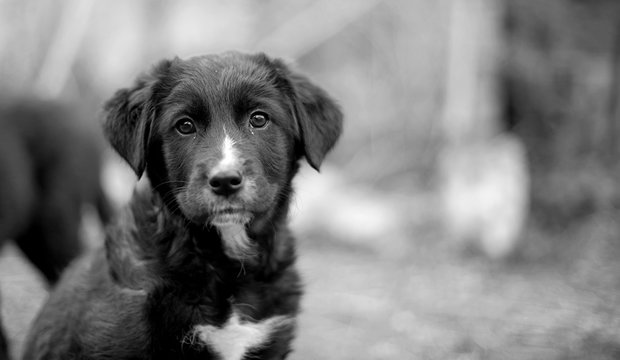 Chiot