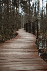 Obraz premium wooden walkway in the forest swamp. Well maintained wild Park