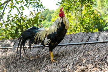 A rooster standing on top of the straw rooftop. The rooster is scanning the area, looking very proudly. Dense forest around the animal. Lush green colors.