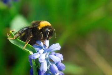 bee on flower
