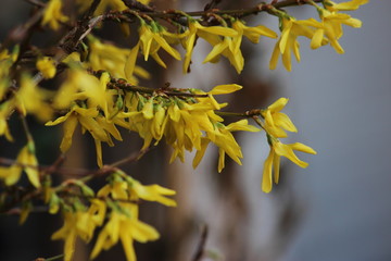 Forsythie blumen