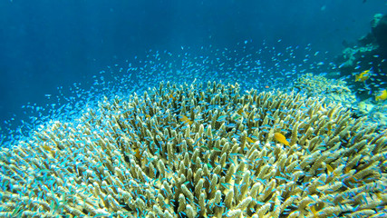 Fototapeta na wymiar Close up on a coral reef in the region of Komodo Islands, Indonesia. The reef is shimmering with many colors. Numerous school of small neon blue fish hiding in it. Natural ecosystem. Free diving