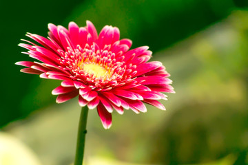 Watercolor style image of a fresh pink Gerbera flower in the garden.