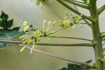 A blossoming papaya flowers, used as a local medicine on Flores, Indonesia. Some of the buds are fully opened, some are still closed.