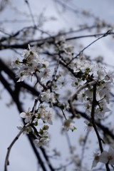 white spring flowers closer shot for background