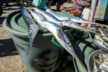 A four long and thick fish located on a plastic basin, drying on the sun and waiting to be sold on a local market in Maumere, Flores, Indonesia. Local speciality.