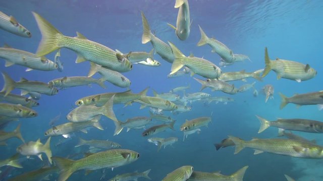 Schools of Grey Mullets (Mugilidae) gather in the shallows of King's Bay to warm themselves in the springs here  and to avoid predators. A slow swim through them is a beautiful and peaceful journey.