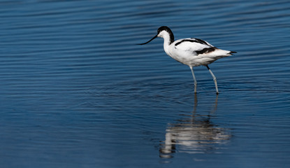 avocette élégante