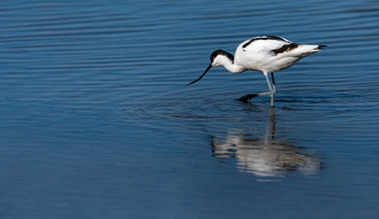 avocette élégante 