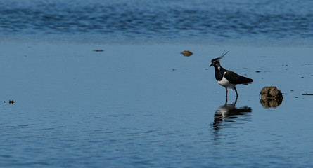 vanneau huppé ©  - Erick M - 