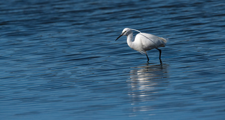 Aigrette garzette