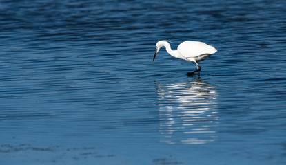 Aigrette garzette