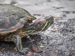 painted turtle,Chrysemys picta i