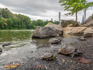 Central Park, New York City at the lake with painted turtle