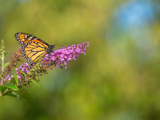 monarch butterfly,Danaus plexippus,