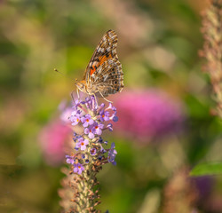 Painted Lady Butterfly