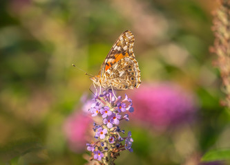 Painted Lady Butterfly
