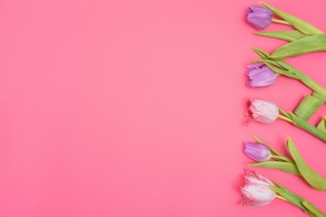 Pink tulips on the pink background. Flat lay, top view. Valentines background. Horizontal,, toned