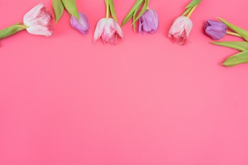 Pink tulips on the pink background. Flat lay, top view. Valentines background. Horizontal,, toned