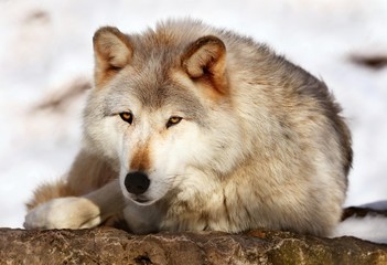 The Timber wolf, also known as the gray wolf, is a large canine native to Eurasia and North America. It is the largest extant member of Canidae, with males averaging 40 kg and females 37 kg.