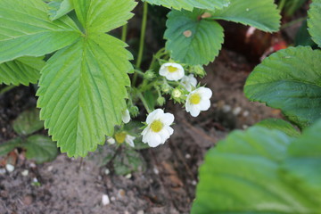 flower in the garden
