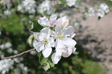 blooming apple tree