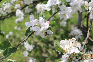 blooming apple tree