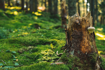 tree stump soft focus forest vivid colorful nature scenic blurred background outdoor
