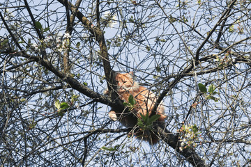 Cat On A Tree Branch On A Spring Morning - 328933854
