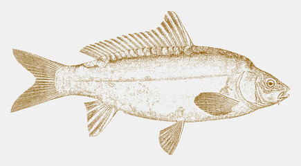Naklejka premium European carp, cyprinus carpio, a threatened fish native in lakes and rivers in Europe and Asia in side view