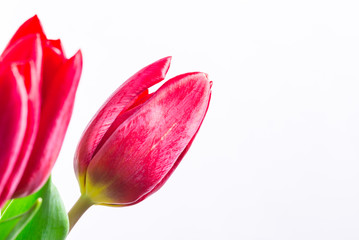 Naklejka premium Red fresh buds of tulips, close up