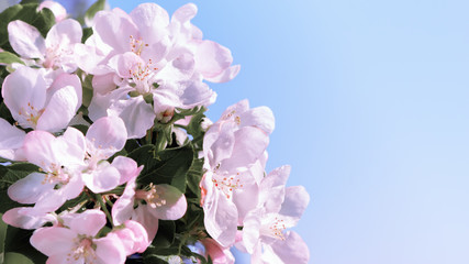 Spring Blossom Flowers Against A Blue Sky - 328933862