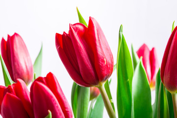 Fototapeta premium Red fresh buds of tulips, close up