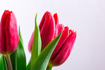 Red fresh buds of tulips, close up