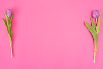 Pink tulips on the pink background. Flat lay, top view. Valentines background. Horizontal,, toned