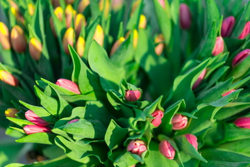Lot of  fresh buds of tulips, close up